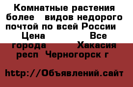 Комнатные растения более200видов недорого почтой по всей России › Цена ­ 100-500 - Все города  »    . Хакасия респ.,Черногорск г.